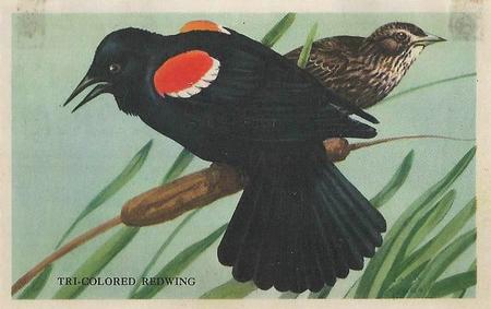 1946 Gordon's Bread California Birds - Bread Back (D39-2b) #NNO Tri-Colored Redwing Front