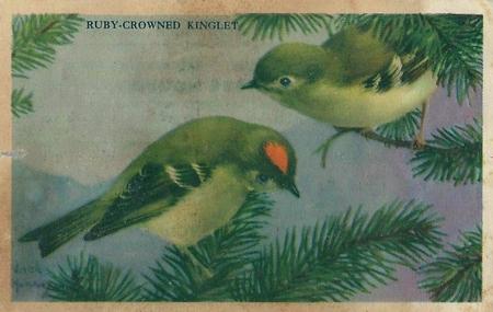 1946 Gordon's Bread California Birds - Recipe Back (D39-2a) #NNO Ruby-crowned Kinglet Front