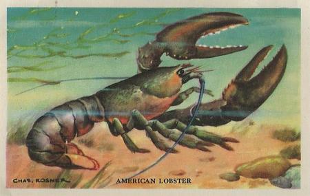 1949 Gordon's Bread Denizens of the Deep (D39-13) #NNO American Lobster Front