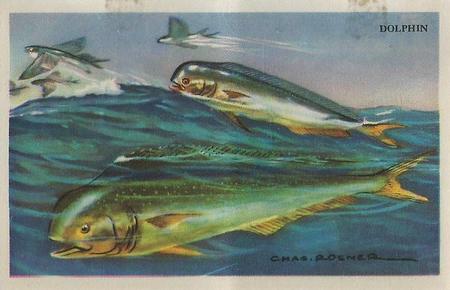1949 Gordon's Bread Denizens of the Deep (D39-13) #NNO Dolphin Front
