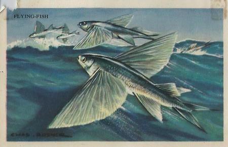 1949 Gordon's Bread Denizens of the Deep (D39-13) #NNO Flying-Fish Front