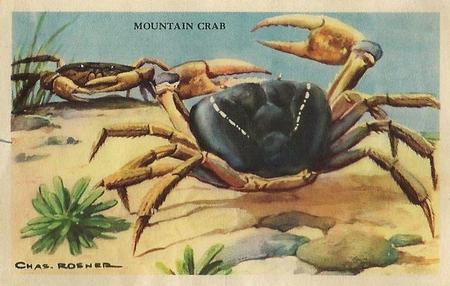 1949 Gordon's Bread Denizens of the Deep (D39-13) #NNO Mountain Crab Front