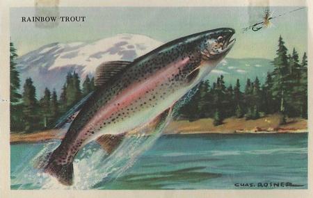 1949 Gordon's Bread Denizens of the Deep (D39-13) #NNO Rainbow Trout Front
