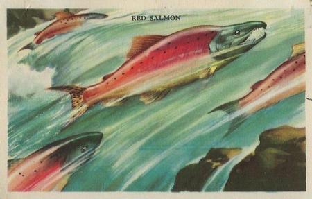1949 Gordon's Bread Denizens of the Deep (D39-13) #NNO Red Salmon Front