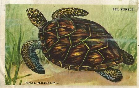 1949 Gordon's Bread Denizens of the Deep (D39-13) #NNO Sea Turtle Front