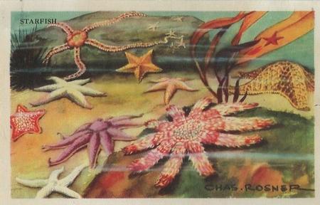1949 Gordon's Bread Denizens of the Deep (D39-13) #NNO Starfish Front