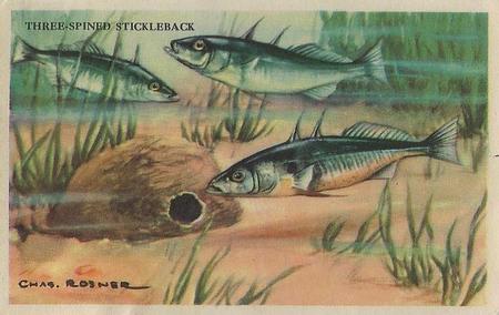 1949 Gordon's Bread Denizens of the Deep (D39-13) #NNO Three-spined Stickleback Front