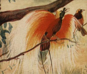 1935 National Licorice African Animal Jigs (R6) #3 Bird of Paradise Front