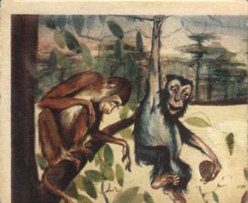 1935 National Licorice African Animal Jigs (R6) #6 Monkey Front