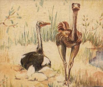 1935 National Licorice African Animal Jigs (R6) #15 Ostrich Front