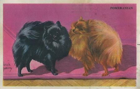 1947 Gordon's Bread Dog Pictures - Recipe Back (D39-3a) #NNO Pomeranian Front