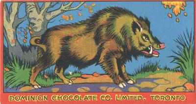 1923 Dominion Chocolates Animals (V30) #7 Wild Boar Front