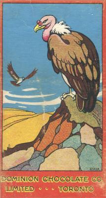 1923 Dominion Chocolates Animals (V30) #10 Vulture Front