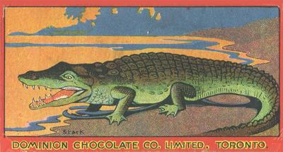1923 Dominion Chocolates Animals (V30) #13 Crocodile Front