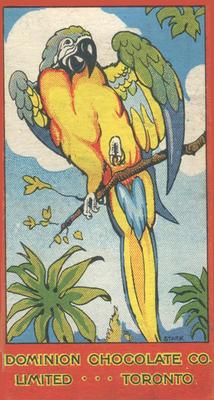 1923 Dominion Chocolates Animals (V30) #19 Macaw Front