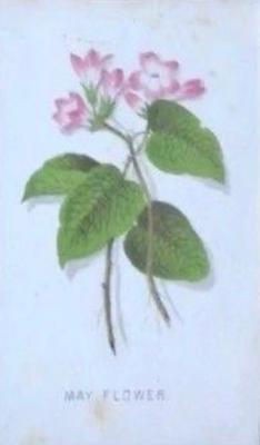 1863 Prang American Cultivated Flowers (W7) #NNO May Flower Front