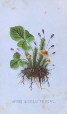 1863 Prang American Cultivated Flowers (W7) #NNO Moss & Gold Thread Front