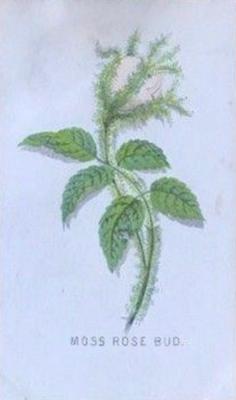 1863 Prang American Cultivated Flowers (W7) #NNO Moss Rose Bud Front