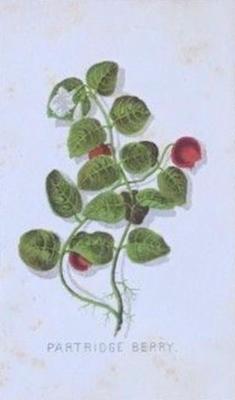 1863 Prang American Cultivated Flowers (W7) #NNO Partridge Berry Front