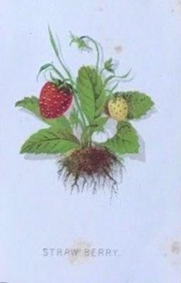 1863 Prang American Cultivated Flowers (W7) #NNO Strawberry Front