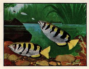1955 Bibby & Sons Isn't It Strange #10 Archer Fish Front