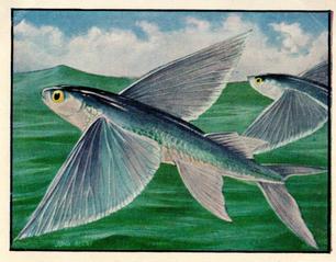 1955 Bibby & Sons Isn't It Strange #12 Flying Fish Front