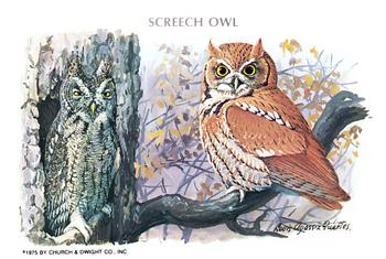 1975 Church & Dwight Birds of Prey Series 1 #5 Screech Owl Front