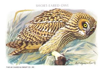 1975 Church & Dwight Birds of Prey Series 1 #8 Short-Eared Owl Front