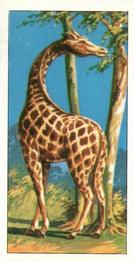 1970 Glengettie Tea Do You Know? #1 Which Is the Tallest Animal Front