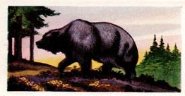 1956 Dryfood Ltd Animals of the World #11 Bear Front