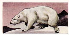 1956 Dryfood Ltd Animals of the World #14 Polar Bear Front