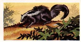 1956 Dryfood Ltd Animals of the World #15 Skunk Front