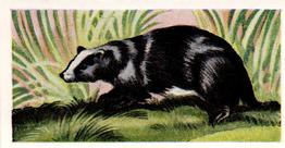 1956 Dryfood Ltd Animals of the World #19 Badger Front