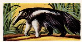 1956 Dryfood Ltd Animals of the World #25 Ant Eater Front