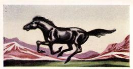 1956 Dryfood Ltd Animals of the World #31 Horse Front