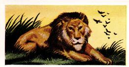 1956 Dryfood Ltd Animals of the World #34 Lion Front