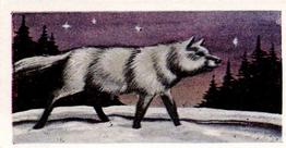 1956 Dryfood Ltd Animals of the World #44 Wolf Front