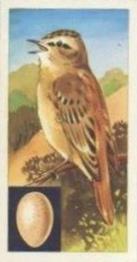 1970 Glengettie Tea Birds and Their Eggs #10 Sedge Warbler Front