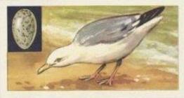 1970 Glengettie Tea Birds and Their Eggs #12 Herring Gull Front