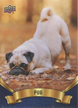2019 Upper Deck Canine Collection - Blue #153 Pug Front