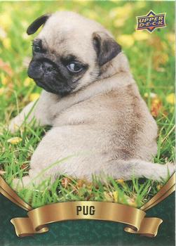 2019 Upper Deck Canine Collection - Puppy Variant #318 Pug Front