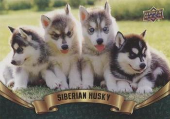 2019 Upper Deck Canine Collection - Puppy Variant #341 Siberian Husky Front