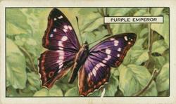 1938 Gallaher Butterflies and Moths #3 Purple Emperor Front