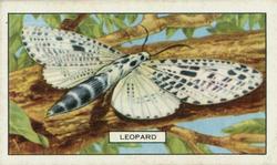 1938 Gallaher Butterflies and Moths #4 Leopard Front