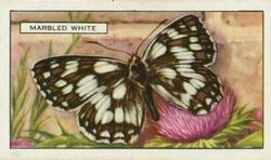 1938 Gallaher Butterflies and Moths #11 Marbled White Front