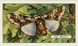 1938 Gallaher Butterflies and Moths #12 Oak Beauty Front
