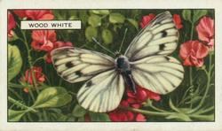 1938 Gallaher Butterflies and Moths #13 Wood White Front