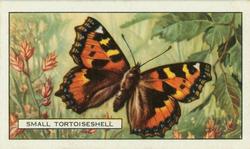 1938 Gallaher Butterflies and Moths #14 Small Tortoiseshell Front