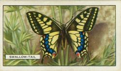 1938 Gallaher Butterflies and Moths #16 Swallow-Tail Front