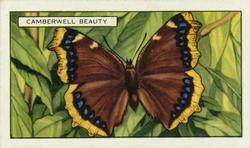 1938 Gallaher Butterflies and Moths #17 Camberwell Beauty Front